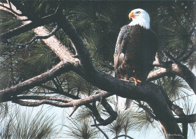 "Majesty in the Pines" by Artist Larry Chandler